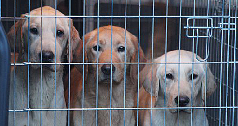 Das Tierheim in Dortmund zieht Bilanz Über 1000 Tiere wurden